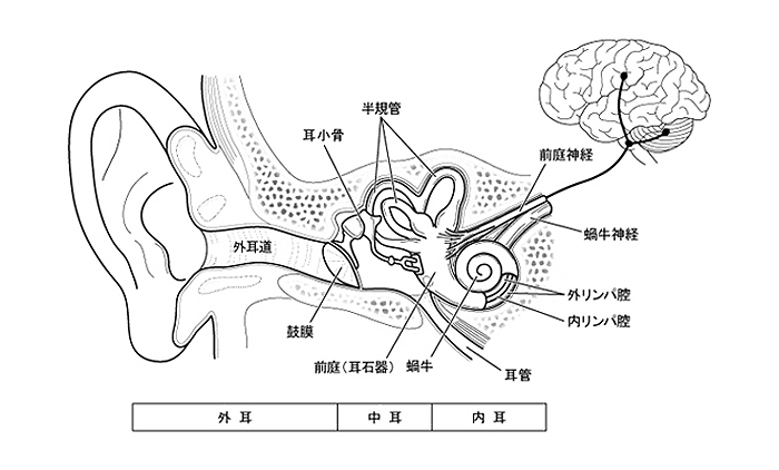 耳の構造