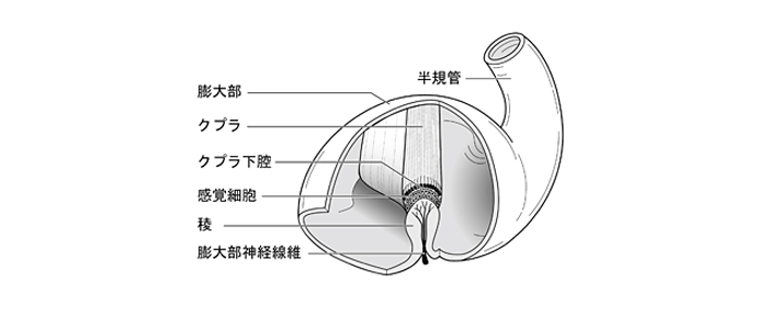 半規管