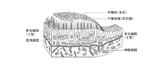 耳石器