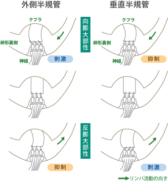 外側半規管 垂直半規管