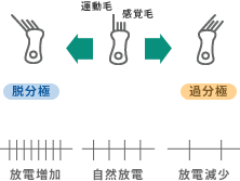 外側半規管 垂直半規管