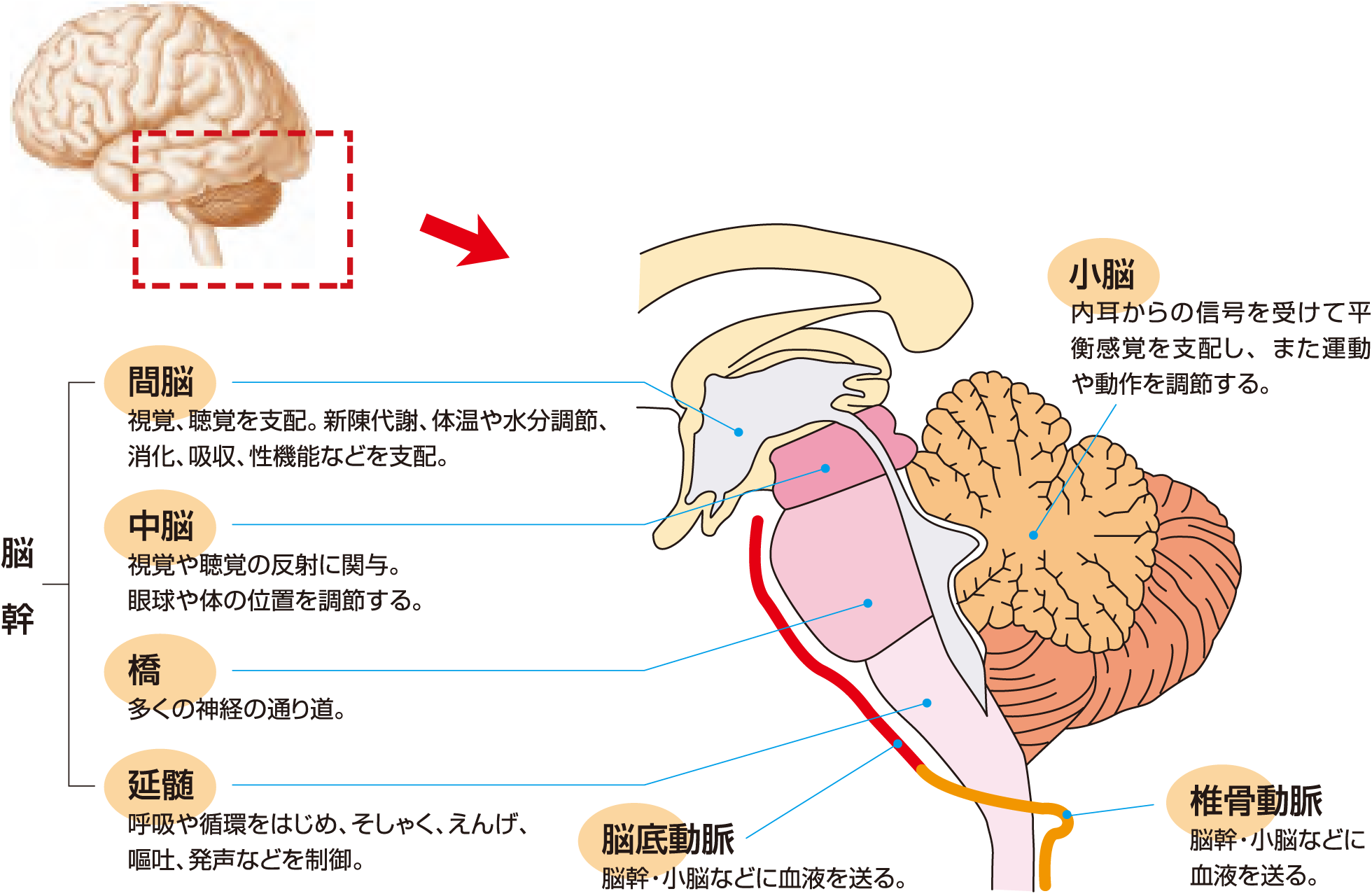 脳血管の障害