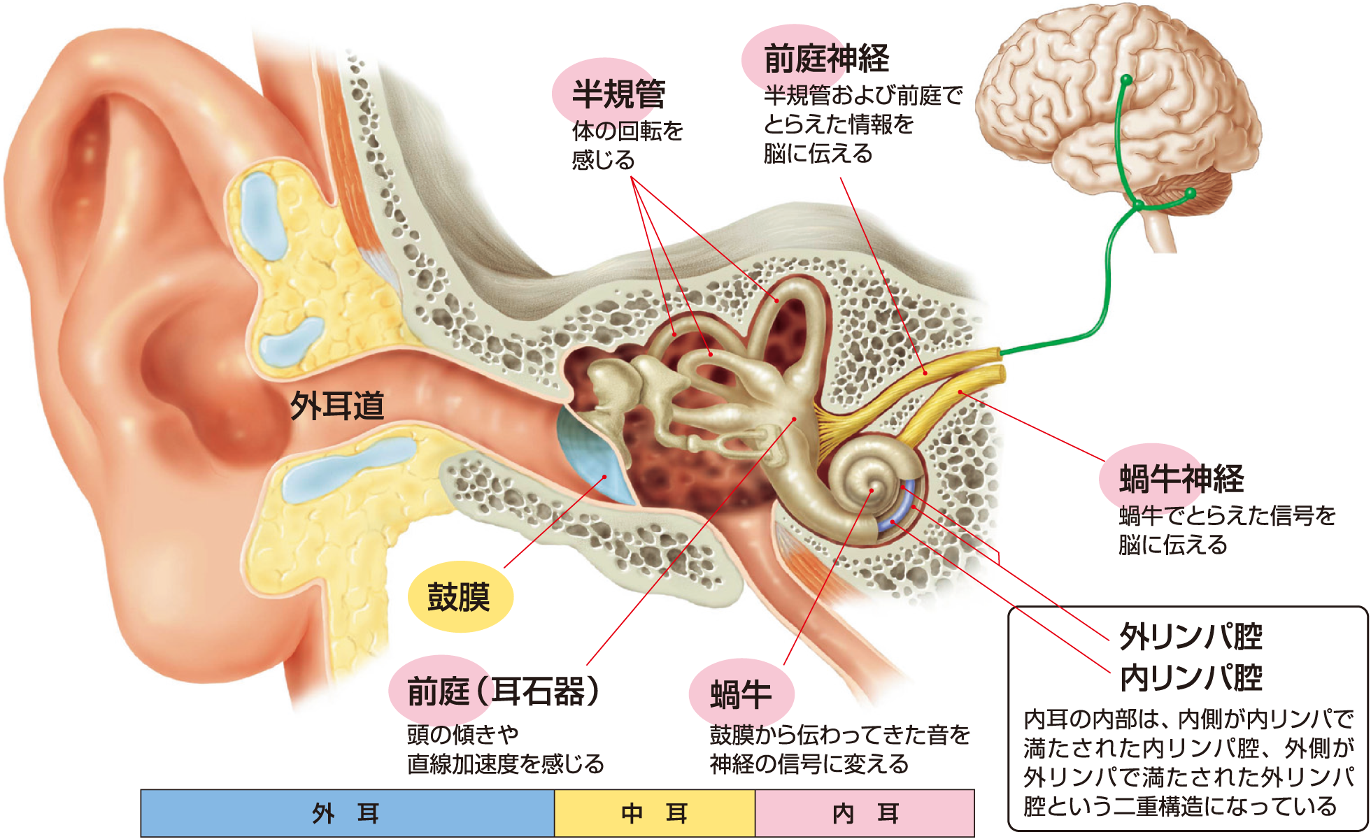 耳（内耳）の構造と働き