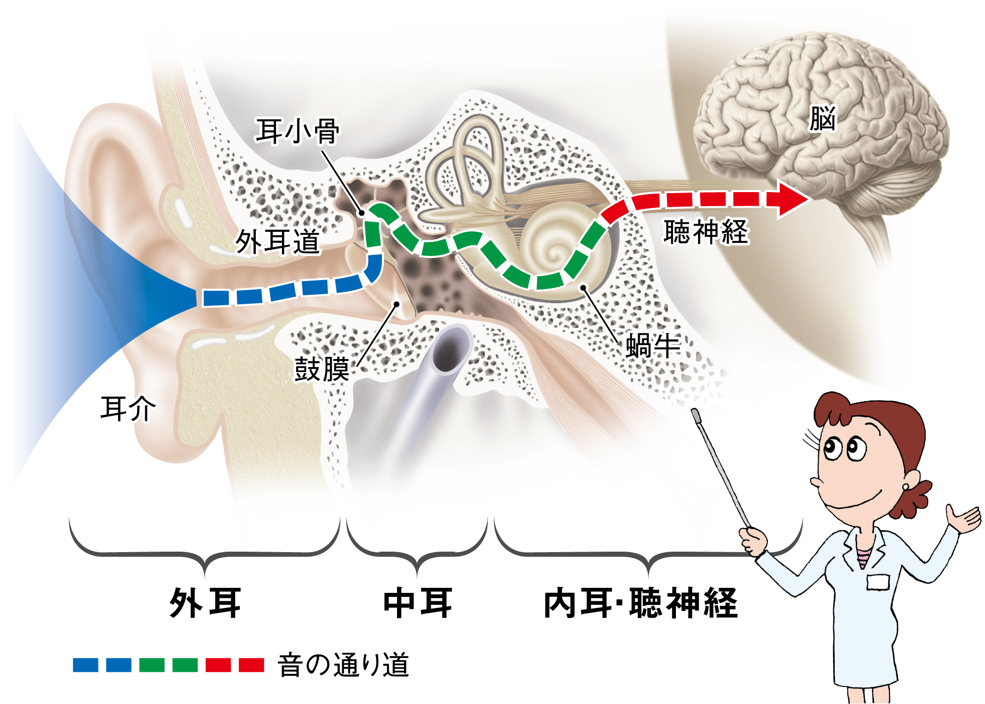 “音が聞こえる” 仕組み