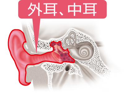 音を伝える部分